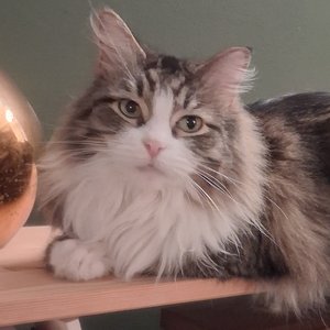 Delilah