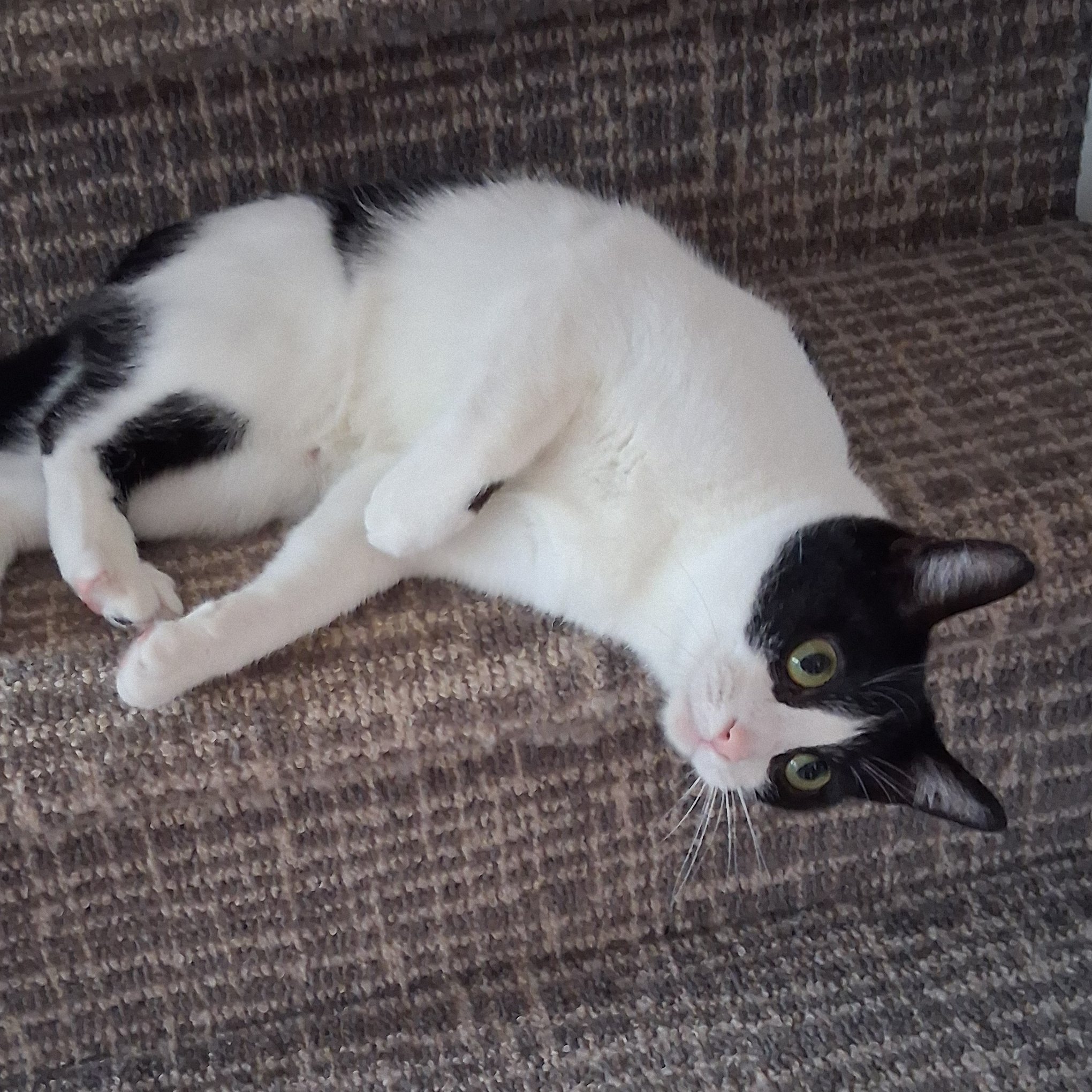 feline-potential