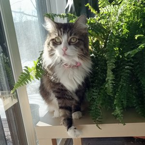 introducing-myself