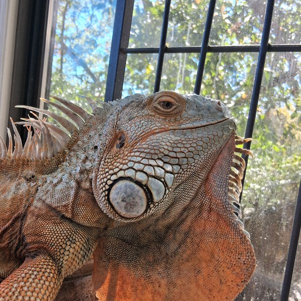 a-lizards-perspective