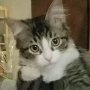 Willow