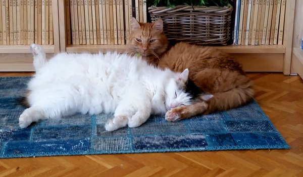 data/images/the-cats/hardworking1.jpg