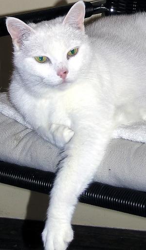 Miss Kitty